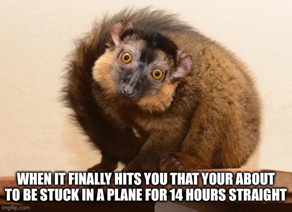 Judgmental Critter | WHEN IT FINALLY HITS YOU THAT YOUR ABOUT TO BE STUCK IN A PLANE FOR 14 HOURS STRAIGHT | image tagged in funny,airplane,creatures | made w/ Imgflip meme maker