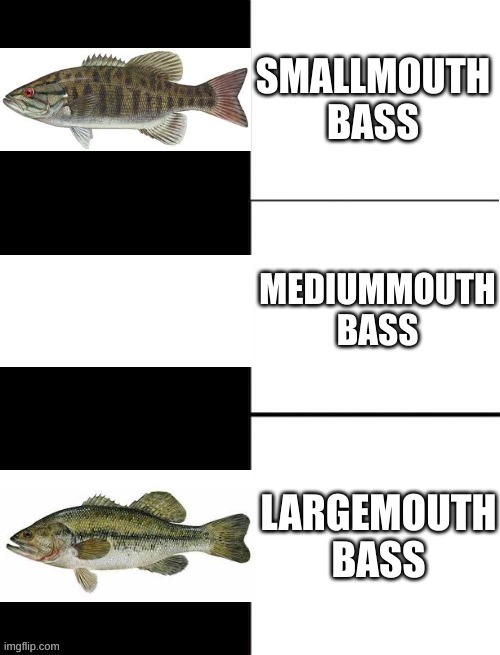 What happened to "mediummouth" bass? | SMALLMOUTH BASS; MEDIUMMOUTH BASS; LARGEMOUTH BASS | image tagged in blank 3 panel,fish,bass | made w/ Imgflip meme maker