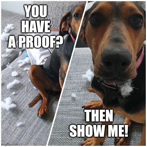 Innocent dog | YOU HAVE A PROOF? THEN SHOW ME! | image tagged in hund,unschuldig | made w/ Imgflip meme maker