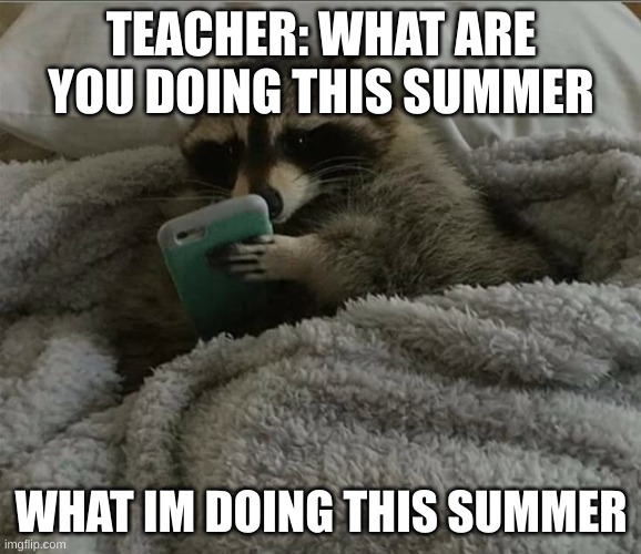 Raccoon in bed | TEACHER: WHAT ARE YOU DOING THIS SUMMER; WHAT IM DOING THIS SUMMER | image tagged in raccoon in bed | made w/ Imgflip meme maker