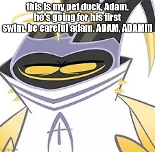 Squished Adam | this is my pet duck, Adam. he's going for his first swim. be careful adam. ADAM, ADAM!!! | image tagged in squished adam | made w/ Imgflip meme maker