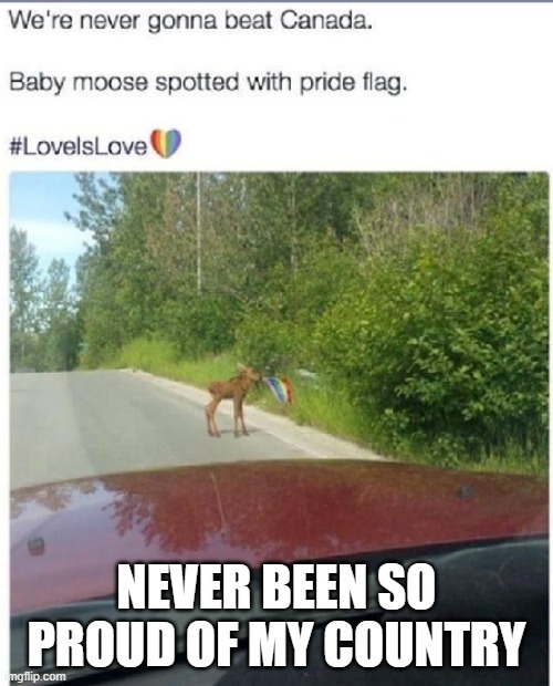 NEVER BEEN SO PROUD OF MY COUNTRY | image tagged in lgbtq,moose,pride,pride month,canada | made w/ Imgflip meme maker