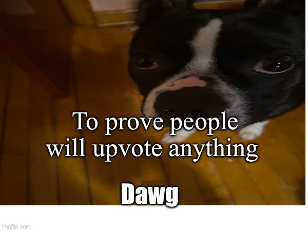 Dawg | To prove people will upvote anything; Dawg | image tagged in crazy dawg,what the dog doin,funny,heheheha,lol so funny,hehehe | made w/ Imgflip meme maker