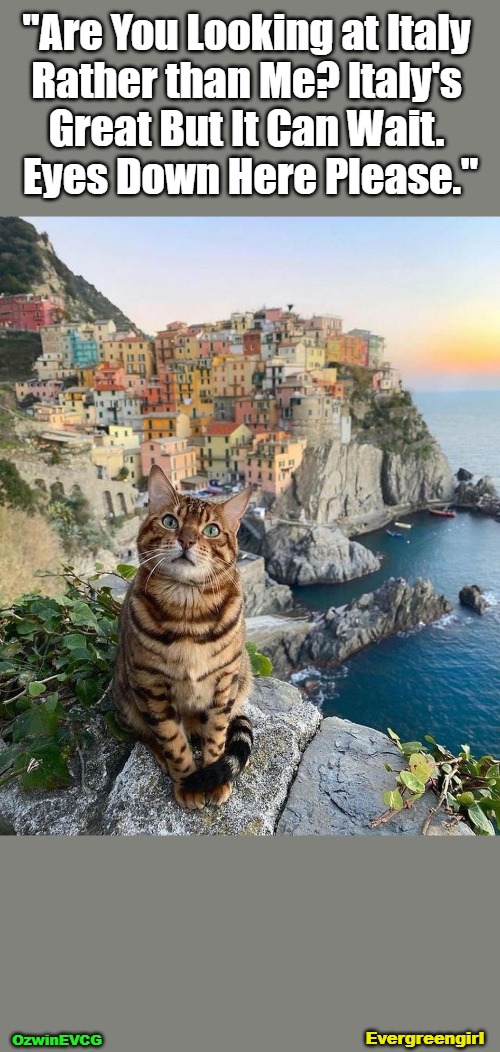 [@Evergreengirl / EVCG] | "Are You Looking at Italy 

Rather than Me? Italy's 

Great But It Can Wait. 

Eyes Down Here Please."; OzwinEVCG; Evergreengirl | image tagged in cats,pictures,italy,memes,traveling,life with pets | made w/ Imgflip meme maker