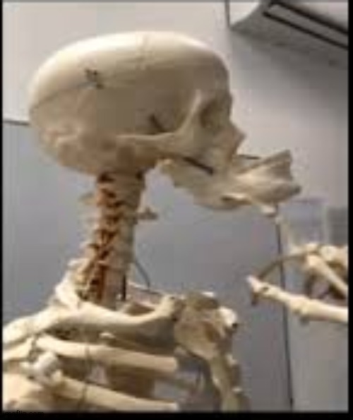 mewing skeleton | image tagged in mewing skeleton | made w/ Imgflip meme maker