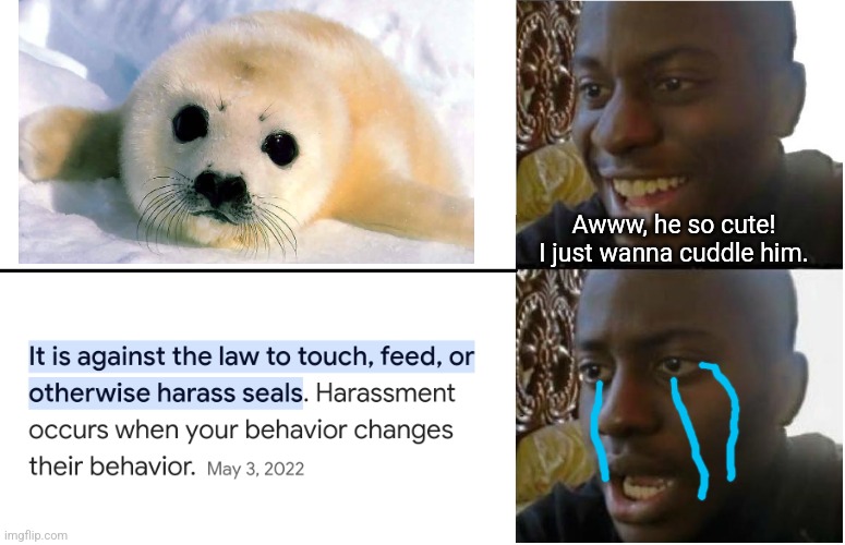 Everyone thinks baby seals are cute but unfortunately... | Awww, he so cute! I just wanna cuddle him. | image tagged in disappointed black guy,animals,cute animals,seals | made w/ Imgflip meme maker