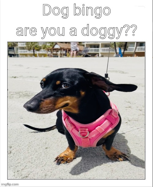 Dog Bingo | image tagged in dog bingo | made w/ Imgflip meme maker