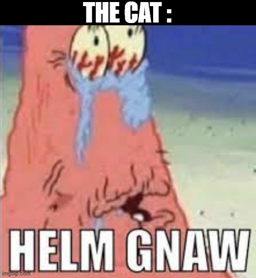 Helm Gnaw | THE CAT : | image tagged in helm gnaw | made w/ Imgflip meme maker