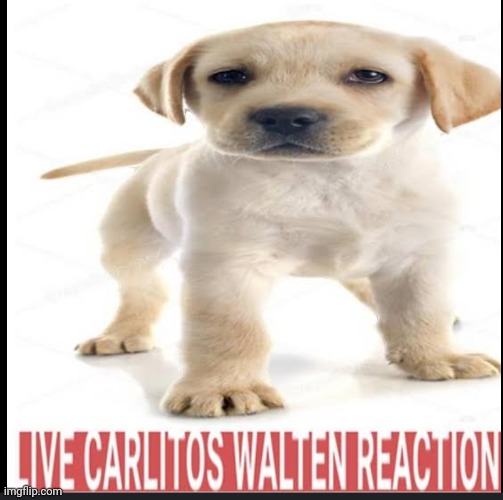 libe karlitohs waltehn reeaccshun!!!! | image tagged in walten files,dog,funny,memes,tag | made w/ Imgflip meme maker