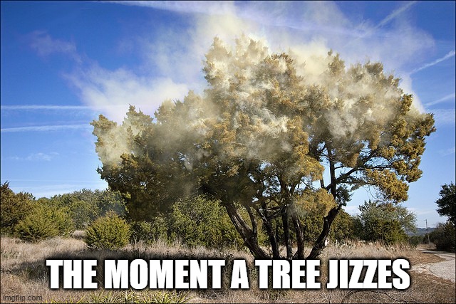 Pollen | THE MOMENT A TREE JIZZES | image tagged in cedar tree pollen | made w/ Imgflip meme maker