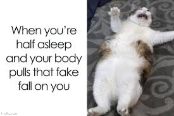 This happened to me last night | image tagged in cat,fall,asleep | made w/ Imgflip meme maker