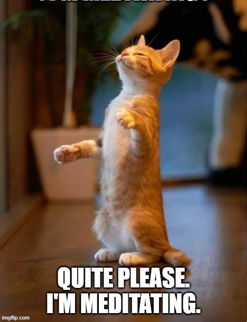 memes by Brad - My cat like to meditate | QUITE PLEASE. I'M MEDITATING. | image tagged in funny,funny cats,cats,meditation,kittens,humor | made w/ Imgflip meme maker