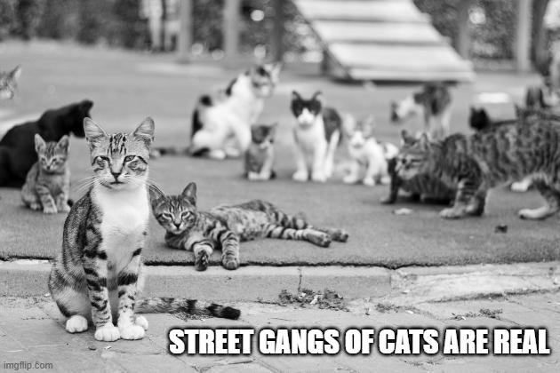 memes by Brad - street gangs of cats | STREET GANGS OF CATS ARE REAL | image tagged in cats,funny,funny memes,kittens,humor,funny cat memes | made w/ Imgflip meme maker
