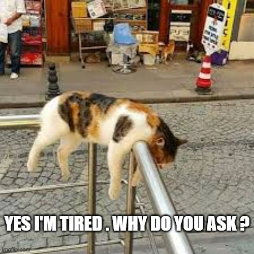 memes by Brad - tired cat sleeping on a fence | YES I'M TIRED . WHY DO YOU ASK ? | image tagged in funny,cats,funny cats,kittens,sleeping,humor | made w/ Imgflip meme maker