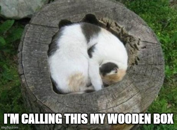 memes by Brad - The cat has a wooden box - humor | I'M CALLING THIS MY WOODEN BOX | image tagged in cats,funny,funny cats,kittens,funny cat memes,cute kitten | made w/ Imgflip meme maker