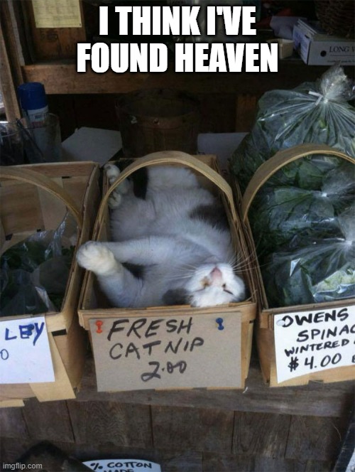 memes by Brad - My cat found the catnip | I THINK I'VE FOUND HEAVEN | image tagged in funny,cats,kittens,funny cat memes,humor,funny cat | made w/ Imgflip meme maker