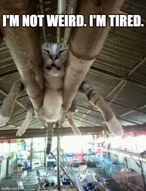 memes by Brad - Cat isn't weird, he's tired | I'M NOT WEIRD. I'M TIRED. | image tagged in funny,cats,kittens,funny cat memes,tired cat,humor | made w/ Imgflip meme maker