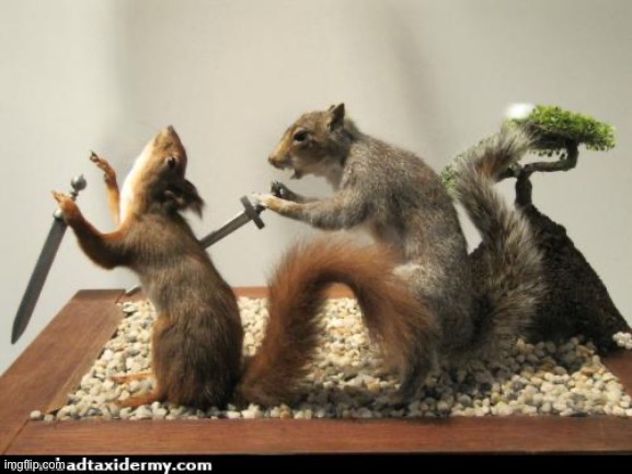 taxidermy squirrel backstab | image tagged in taxidermy squirrel backstab | made w/ Imgflip meme maker