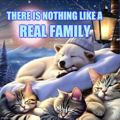 THERE IS NOTHING LIKE A; REAL FAMILY | image tagged in cats,dogs,family,family life,true love,love wins | made w/ Imgflip meme maker