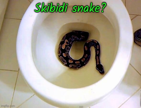 Looking for a camerasnake. | Skibidi snake? | image tagged in snake in toilet,parody,nonsense,i dont know what i am doing,animal,reptile | made w/ Imgflip meme maker