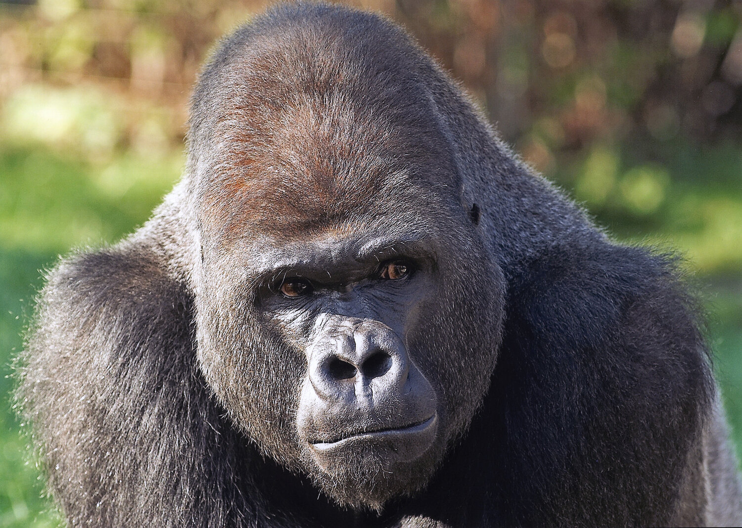gorilla berlin zoo Blank Meme Template