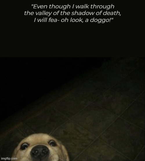 "Even though I walk through 
the valley of the shadow of death, 
I will fea- oh look, a doggo!" | image tagged in cute dog | made w/ Imgflip meme maker