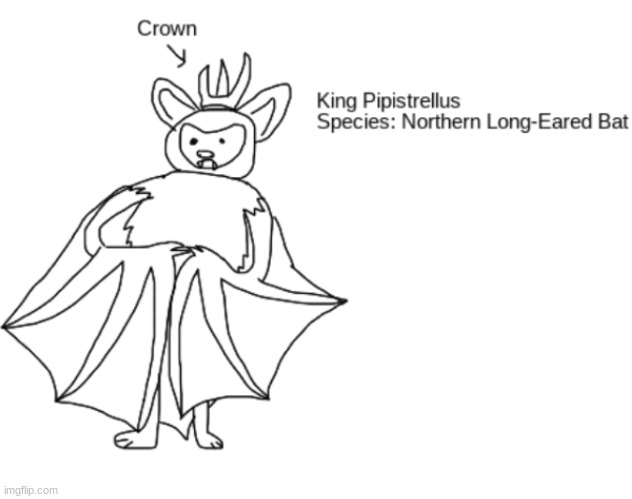 king of the SUPER SECRET sixth kingdom: Strellia, the kingdom of bats | made w/ Imgflip meme maker