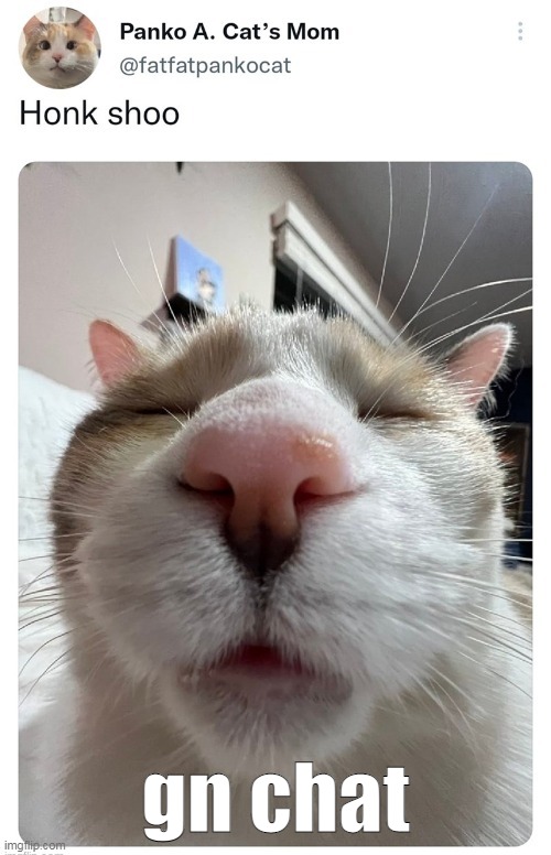 honk shoo | gn chat | image tagged in honk shoo | made w/ Imgflip meme maker