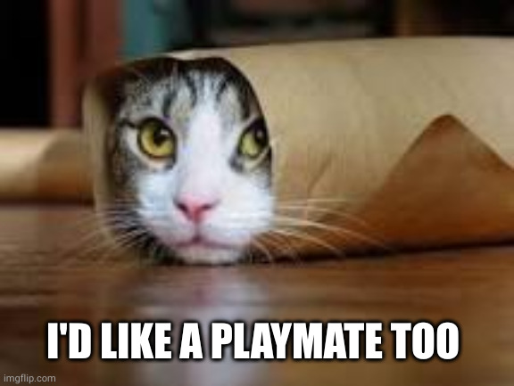 Cat in tube | I'D LIKE A PLAYMATE TOO | image tagged in cat in tube | made w/ Imgflip meme maker