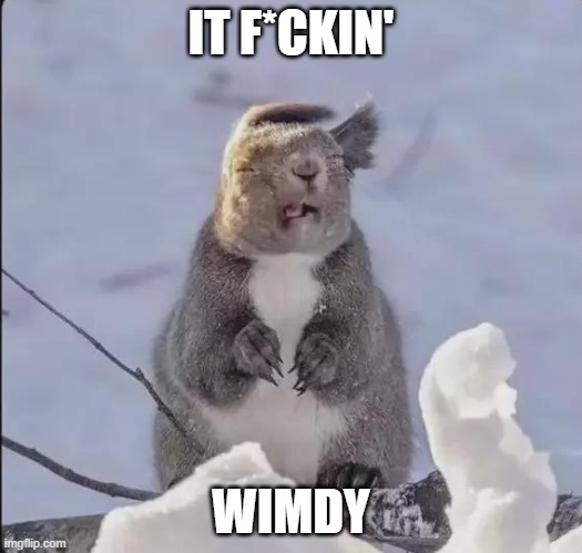 Wimdy | IT F*CKIN'; WIMDY | image tagged in animals,squirrels,wimdy | made w/ Imgflip meme maker