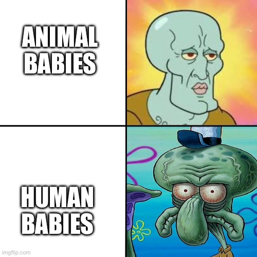 Fr | ANIMAL BABIES; HUMAN BABIES | image tagged in squidward meme template,babies,human | made w/ Imgflip meme maker