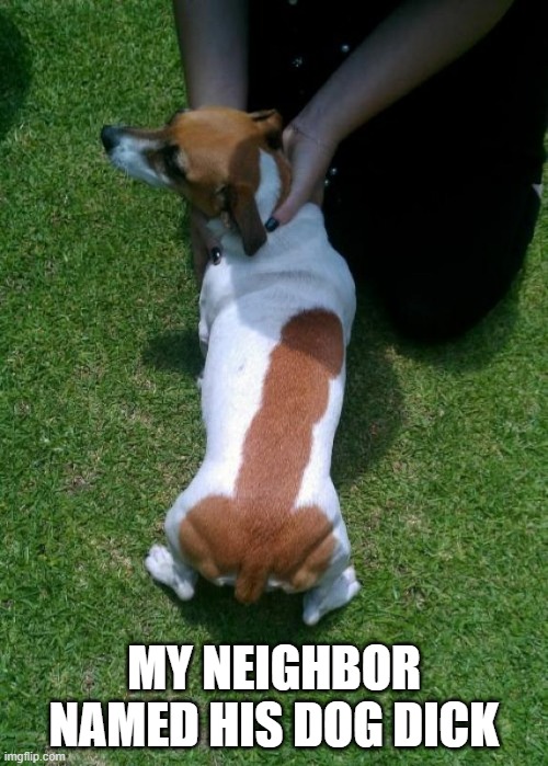 memes by Brad - Neighbor gave his dog a funny name | MY NEIGHBOR NAMED HIS DOG DICK | image tagged in funny,fun,dad joke dog,funny meme,humor,dogs | made w/ Imgflip meme maker