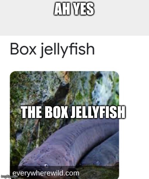AH YES; THE BOX JELLYFISH | made w/ Imgflip meme maker
