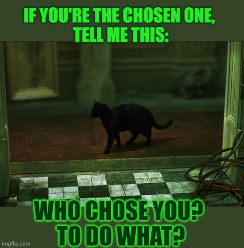 This #lolcat wonders who 'the chosen' are | IF YOU'RE THE CHOSEN ONE, 
TELL ME THIS:; WHO CHOSE YOU? 
TO DO WHAT? | image tagged in the chosen,the matrix,lolcat,think about it | made w/ Imgflip meme maker