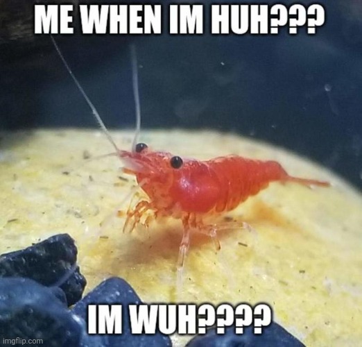 shrimp wuh huh | image tagged in shrimp wuh huh | made w/ Imgflip meme maker