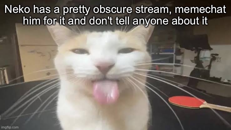 Milly the silly cat Bleh Cat | Neko has a pretty obscure stream, memechat him for it and don't tell anyone about it | image tagged in milly the silly cat bleh cat | made w/ Imgflip meme maker