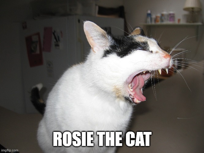 Rosie The Cat | ROSIE THE CAT | image tagged in rosie the cat | made w/ Imgflip meme maker