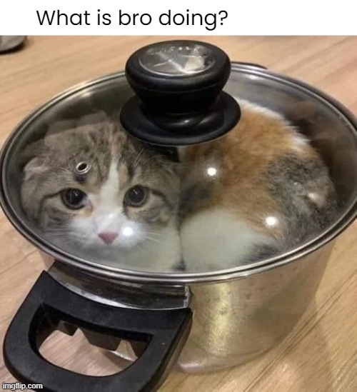 Silly cat :) | What is bro doing? | image tagged in memes | made w/ Imgflip meme maker