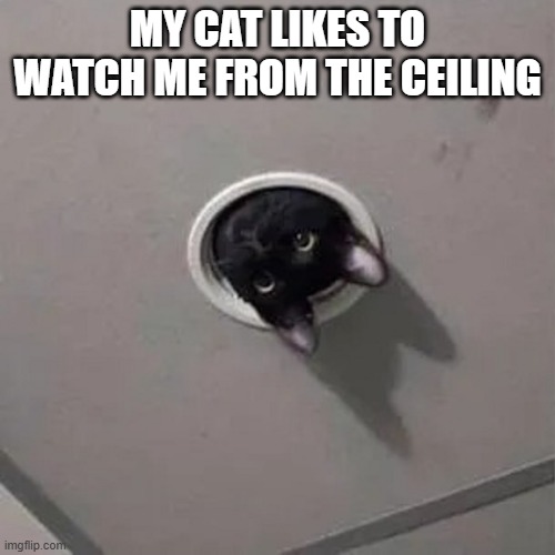 MY CAT LIKES TO WATCH ME FROM THE CEILING | image tagged in funny,cats,kittens,funny cat memes,humor,funny cat | made w/ Imgflip meme maker