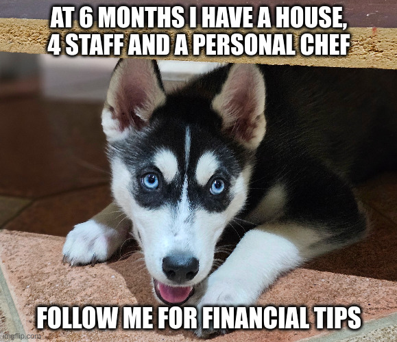 The best financial advisor | AT 6 MONTHS I HAVE A HOUSE, 4 STAFF AND A PERSONAL CHEF; FOLLOW ME FOR FINANCIAL TIPS | image tagged in husky,siberian,finance,advice | made w/ Imgflip meme maker
