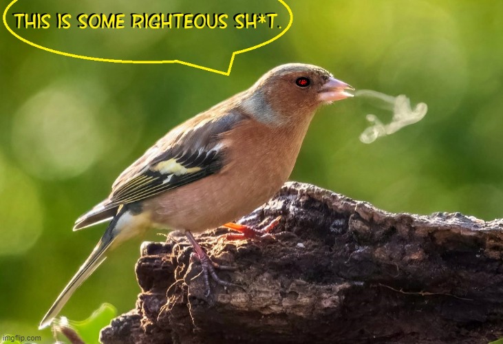My bird, red eyes & all, started talking right after his first hit | image tagged in vince vance,birds,stoned,red eyes,smoking,memes | made w/ Imgflip meme maker
