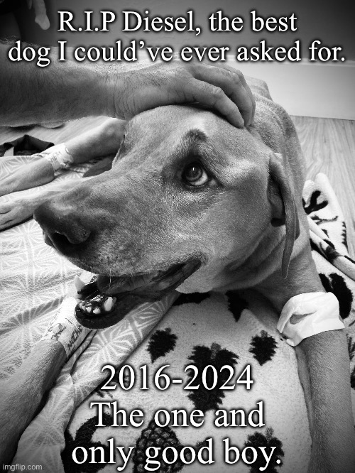 I’m so fucking sad rn | R.I.P Diesel, the best dog I could’ve ever asked for. 2016-2024
The one and only good boy. | made w/ Imgflip meme maker