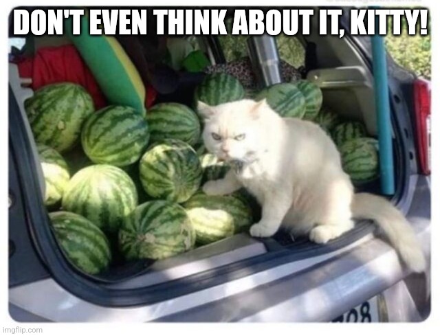 DON'T EVEN THINK ABOUT IT, KITTY! | made w/ Imgflip meme maker