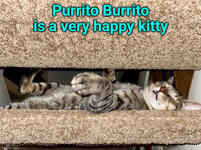 Purrito Burrito is super happy | Purrito Burrito is a very happy kitty | image tagged in cats,cute cat | made w/ Imgflip meme maker