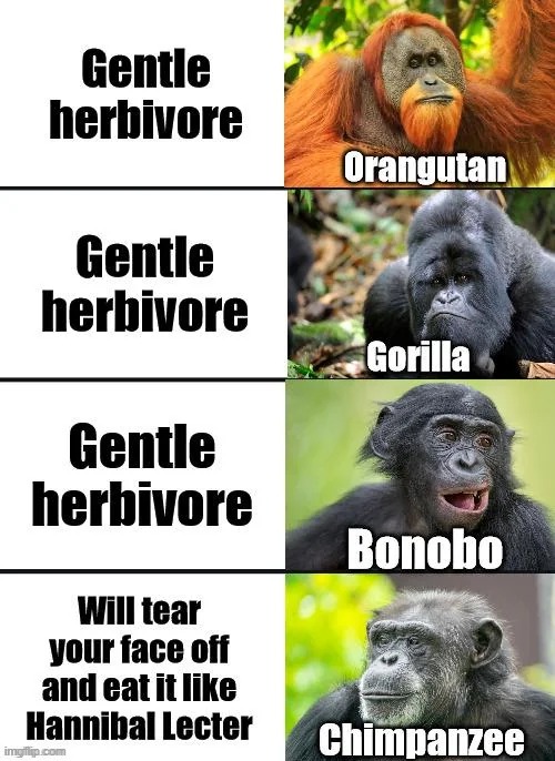 image tagged in orangutan,gorilla,bonobo,chimpanzee,herbivore,hannibal lecter | made w/ Imgflip meme maker