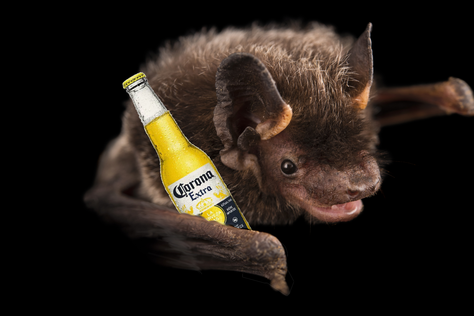 Coronavirus Bat Blank Meme Template