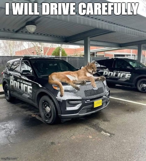 My new precious hood ornament | I WILL DRIVE CAREFULLY | image tagged in funny,animals | made w/ Imgflip meme maker