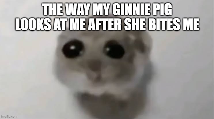 i can't...i can't stay mad at them i have tried | THE WAY MY GINNIE PIG LOOKS AT ME AFTER SHE BITES ME | image tagged in sad hamster | made w/ Imgflip meme maker