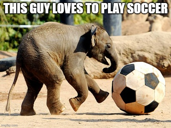 memes by Brad - Elephant like to play soccer | THIS GUY LOVES TO PLAY SOCCER | image tagged in sports,soccer,elephant,funny,humor,animals | made w/ Imgflip meme maker