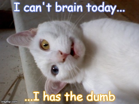 I can't brain today... ...I has the dumb | image tagged in cats,funny | made w/ Imgflip meme maker